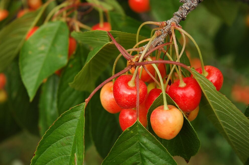 Cherries on Old Mission Peninsula