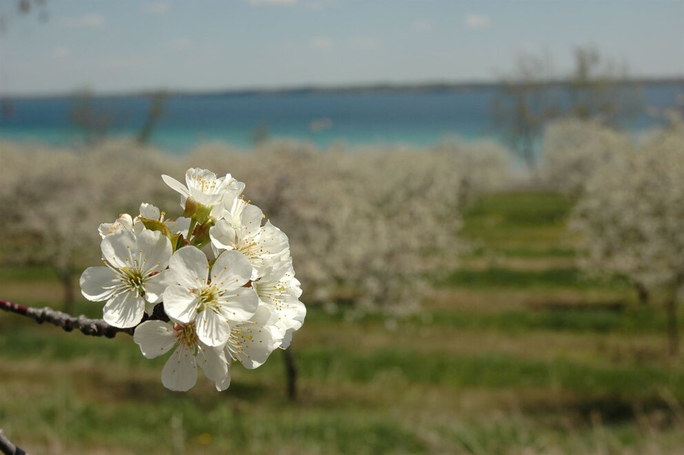 Cherry Blossom on Old Mission Peninsula